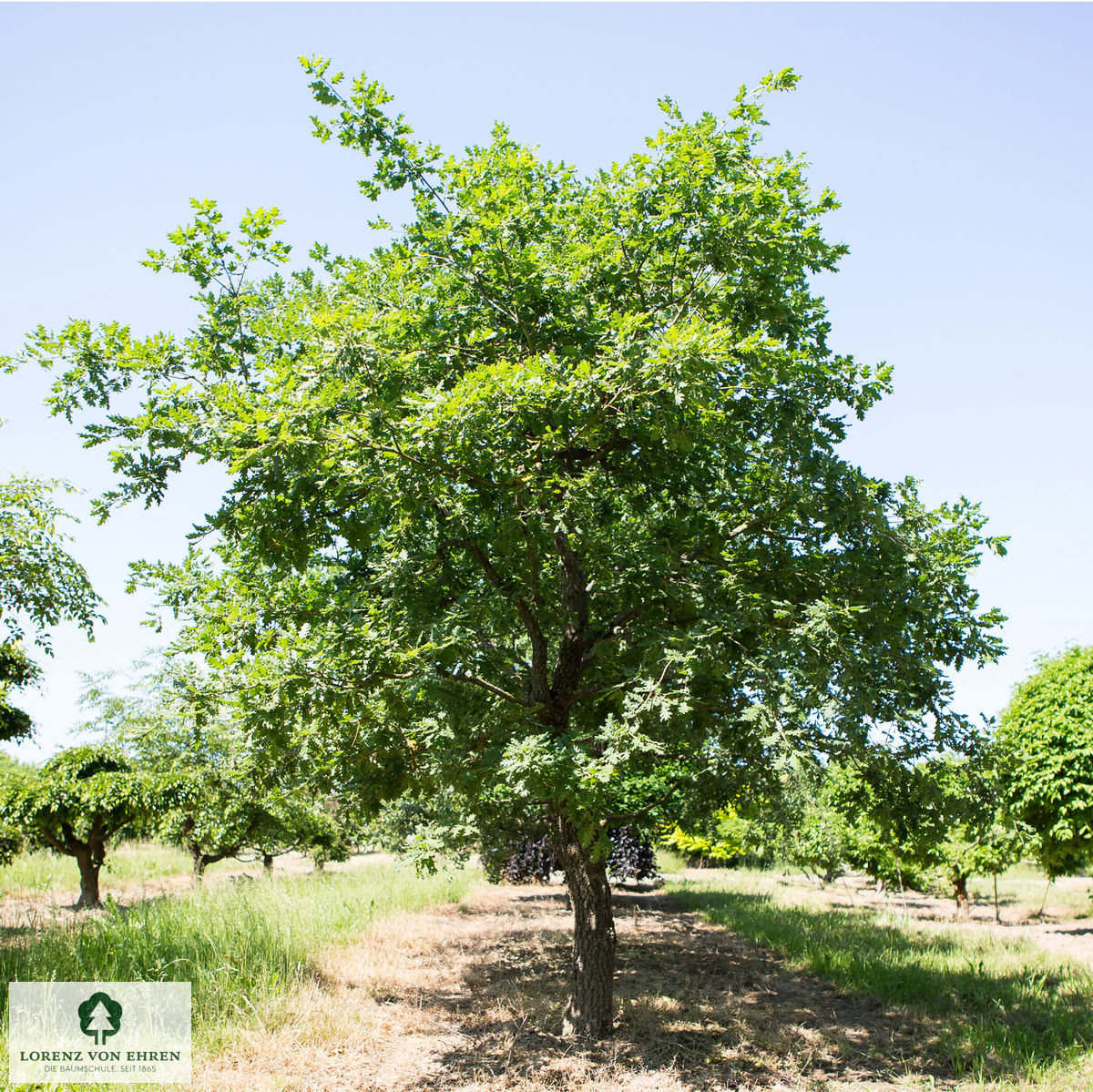 Quercus pubescens