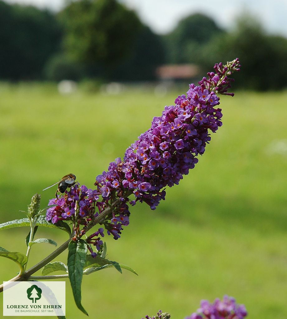 Buddleja davidii 'Empire Blue'