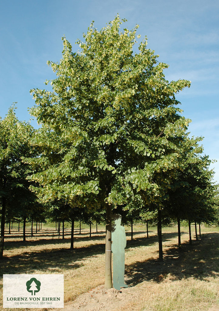 Tilia europaea 'Pallida'