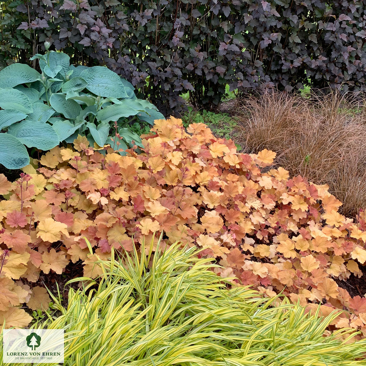 Heuchera villosa 'Caramel'