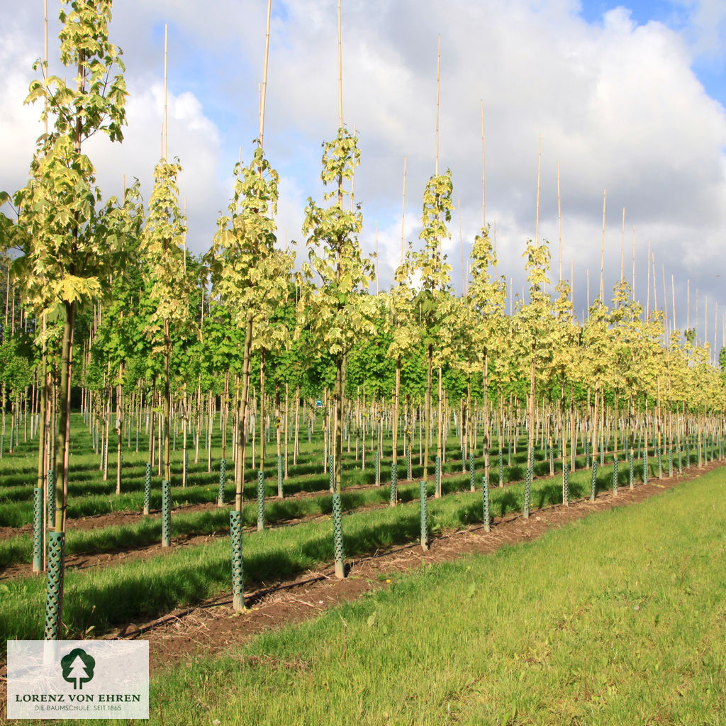 Acer platanoides 'Drummondii'