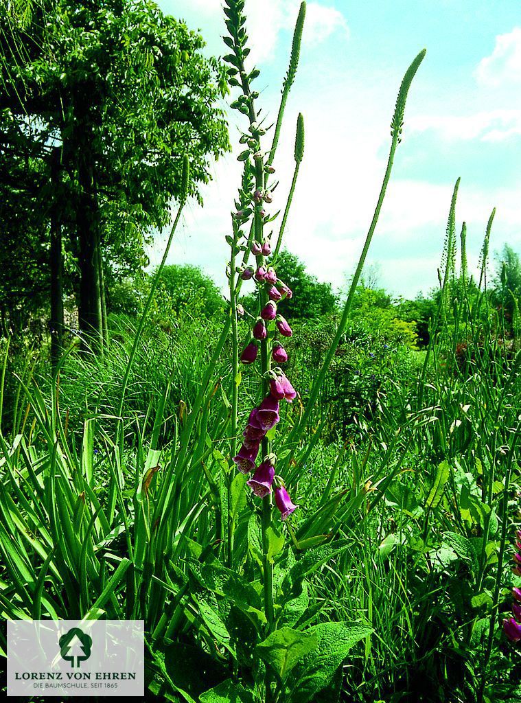 Digitalis purpurea 'Gloxiniiflora'