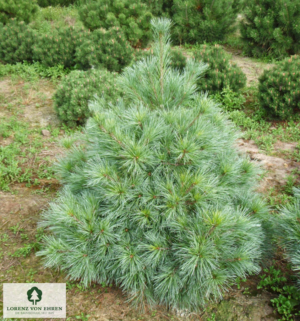 Pinus strobus 'Radiata'