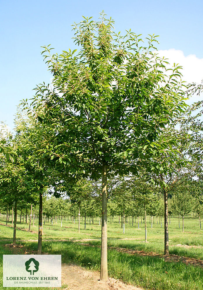 Castanea sativa