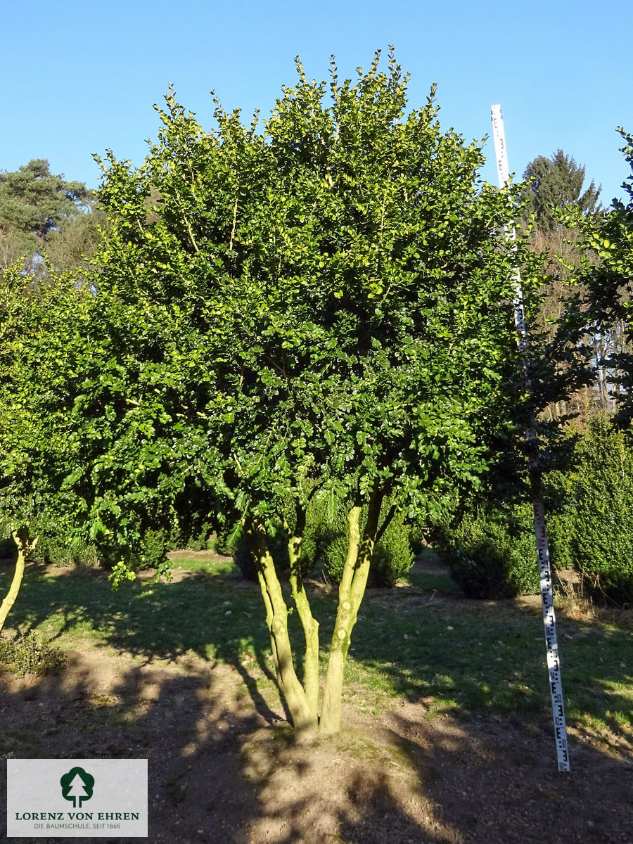 Buxus sempervirens 'Bullata'