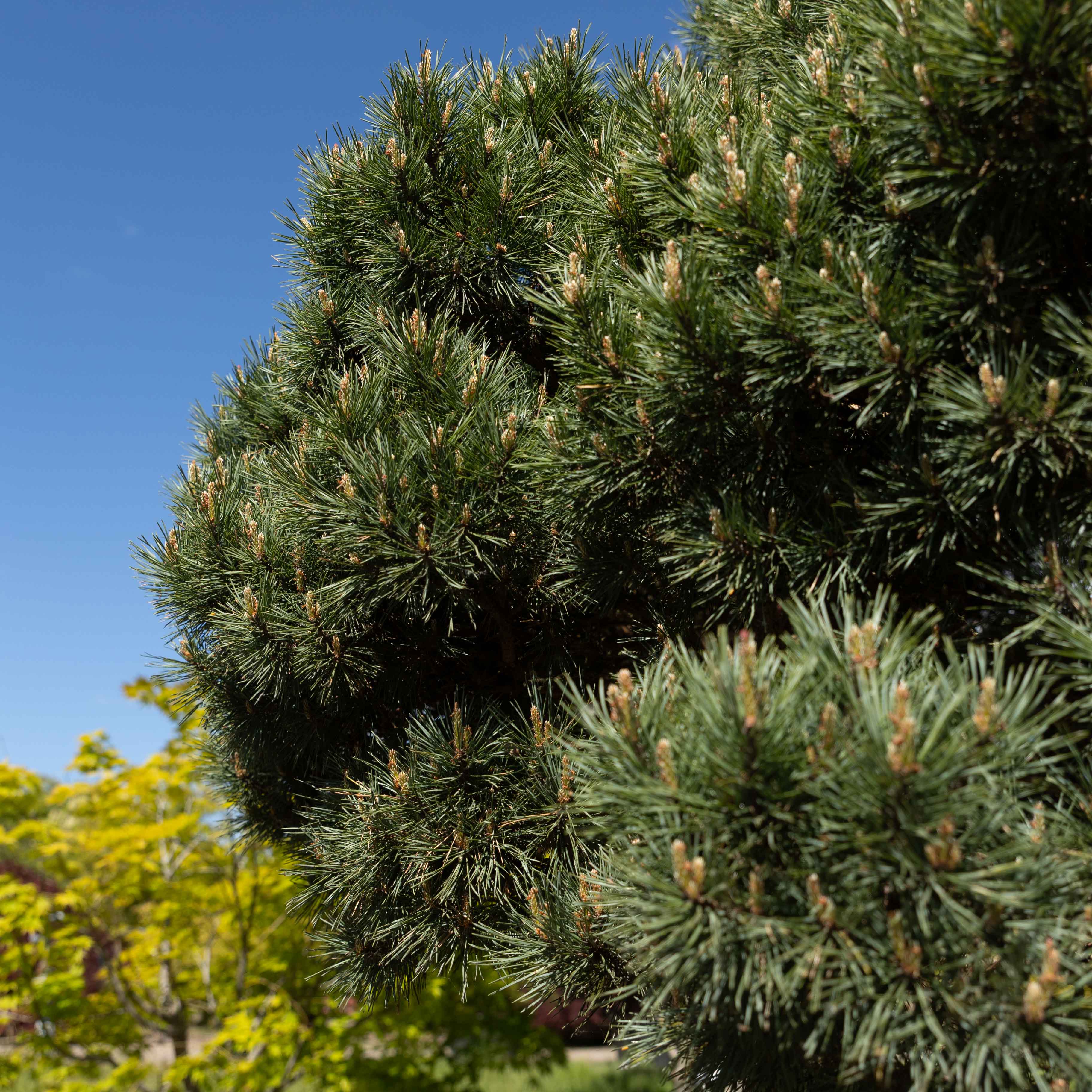 Pinus sylvestris 'Watereri' VJ