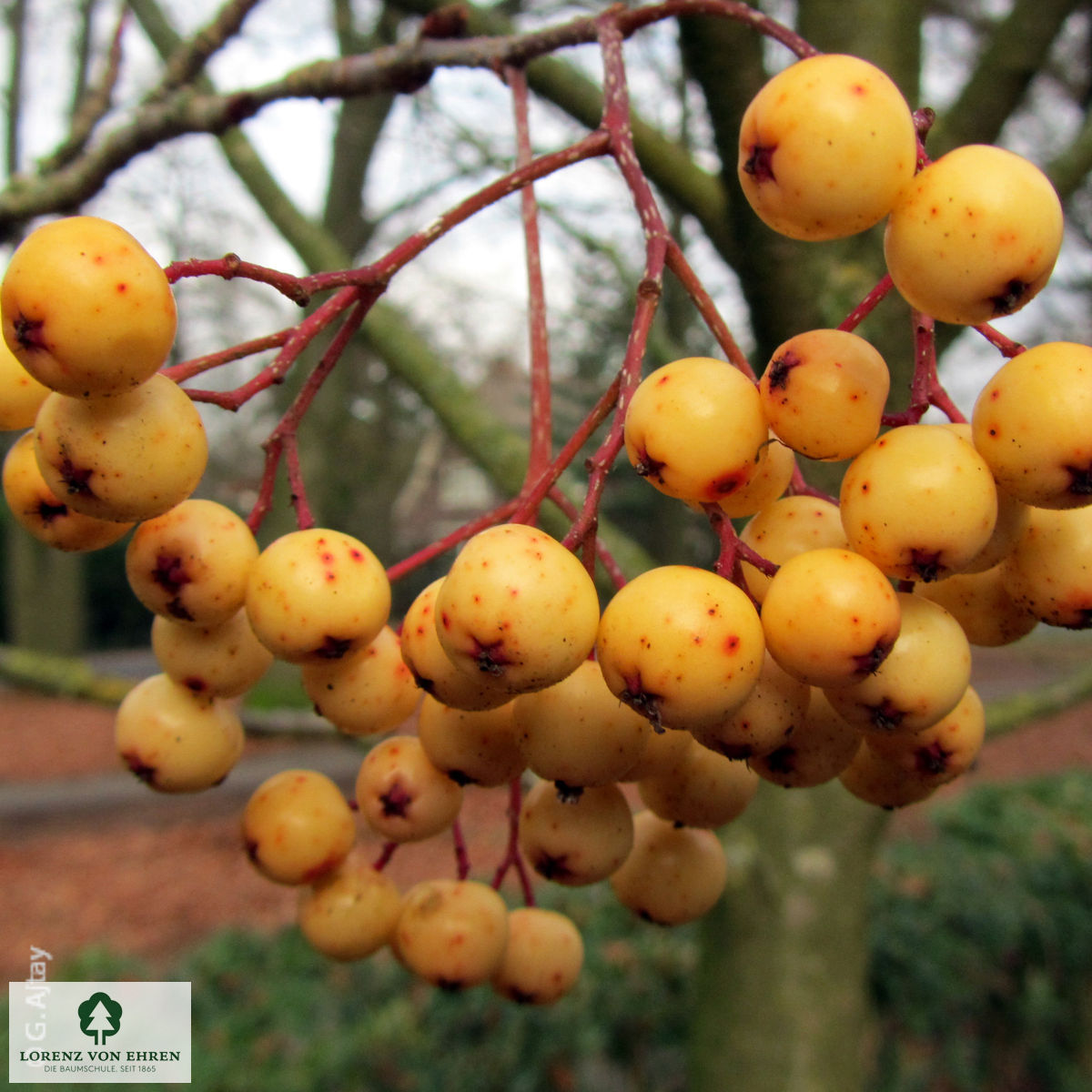 Sorbus 'Joseph Rock'