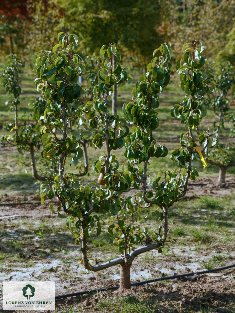 Pyrus communis 'Conference'