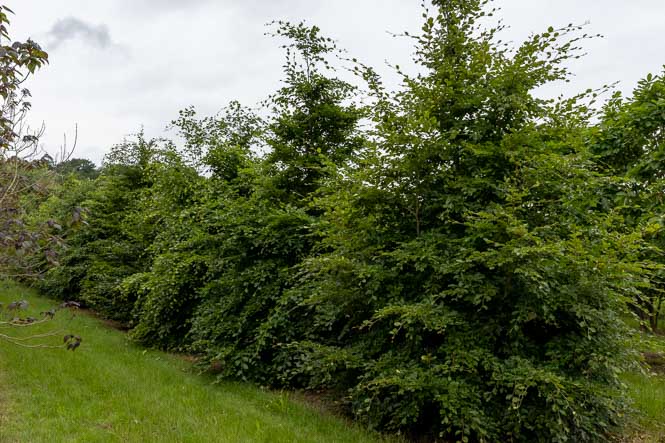 wunderschöne Buchen als Stammbüsche