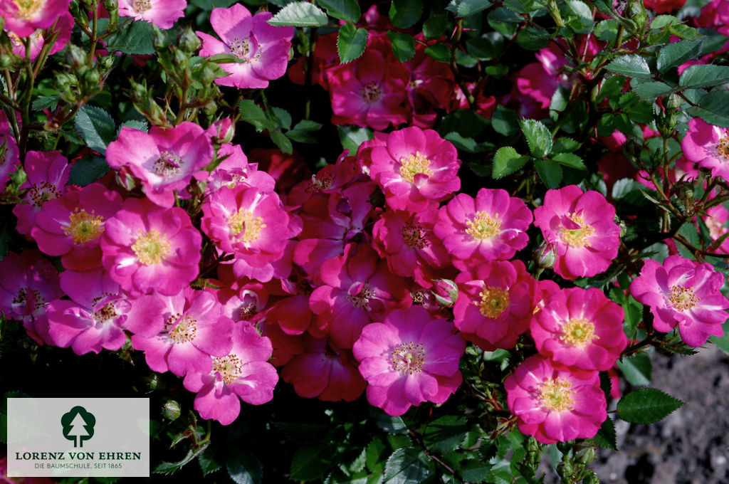 Rosa 'Lupo'