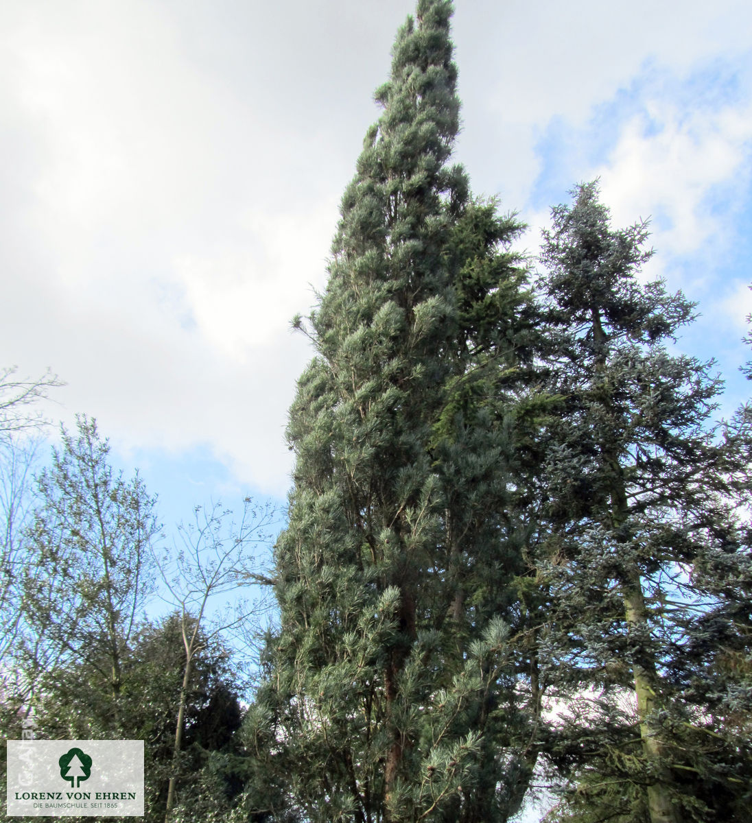 Pinus sylvestris 'Fastigiata'