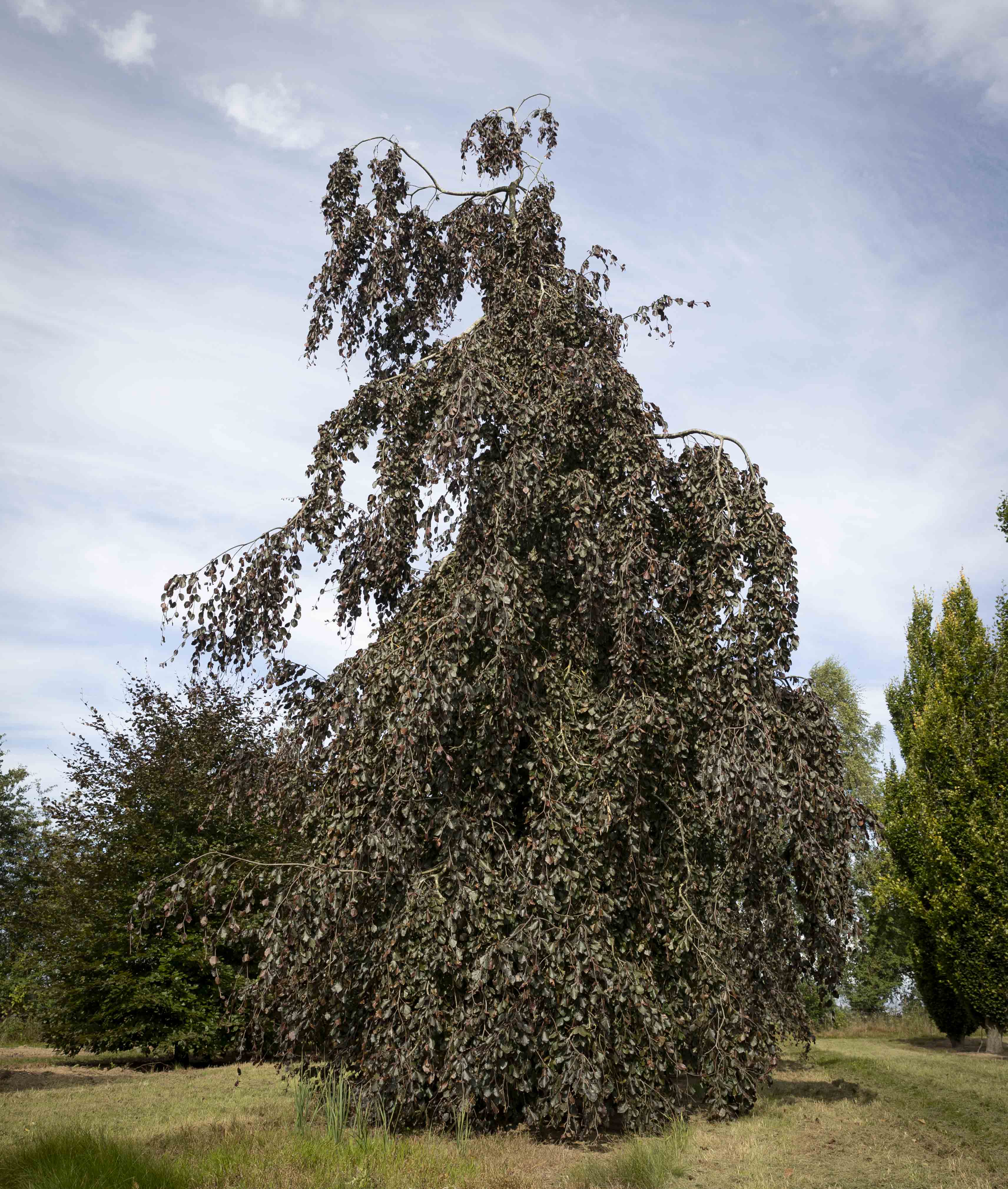 Fagus sylvatica 'Purpurea Pendula' Unikat