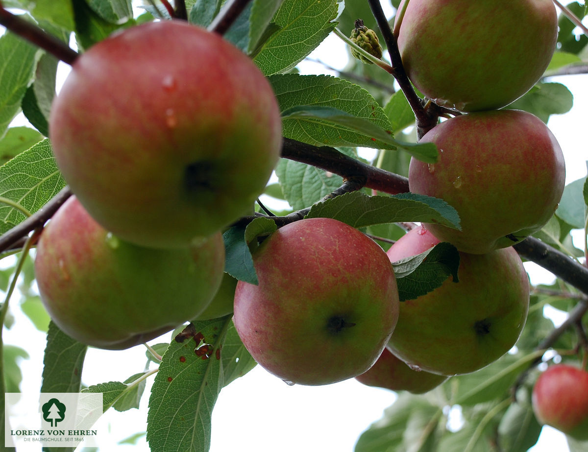 Malus domestica 'Elstar'