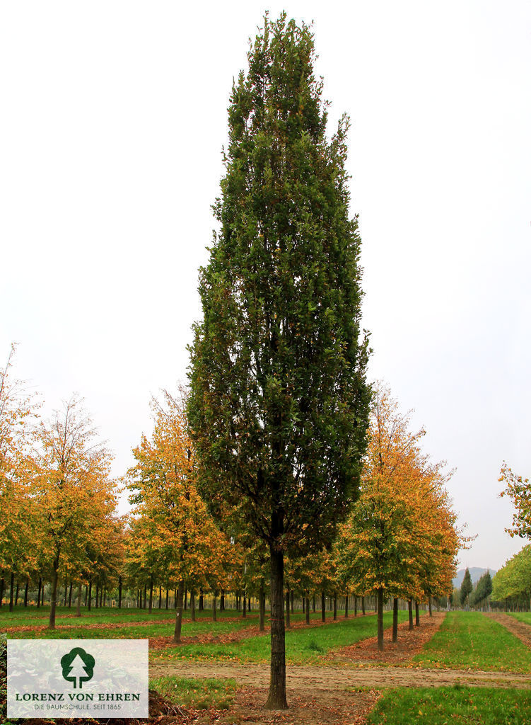 Quercus robur 'Fastigiata'