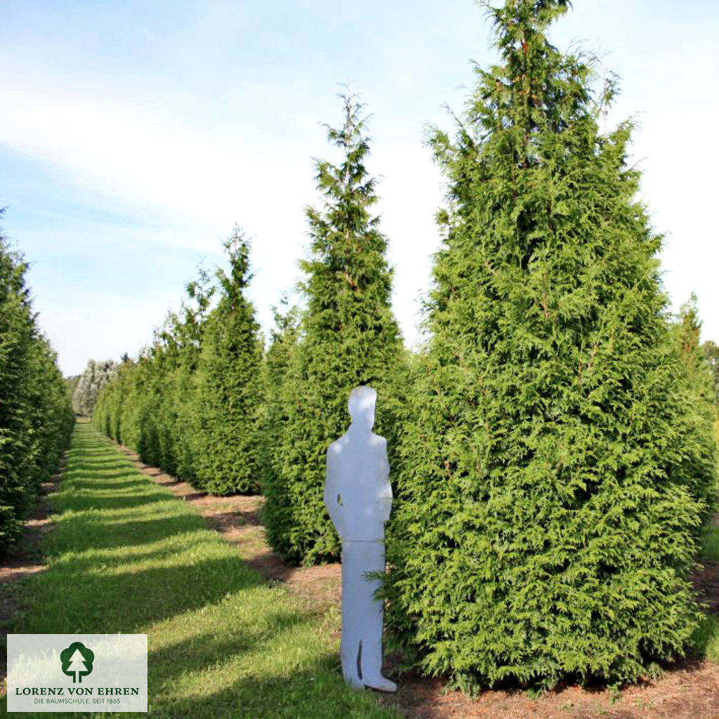 Thuja plicata 'Excelsa'