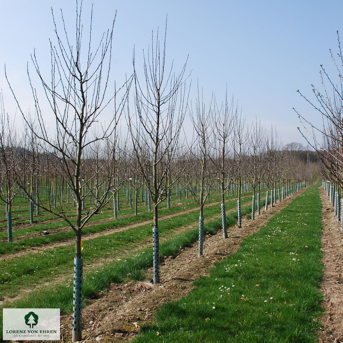 Malus domestica 'Braeburn'