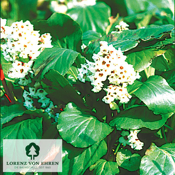 Bergenia cordifolia 'Silberlicht'