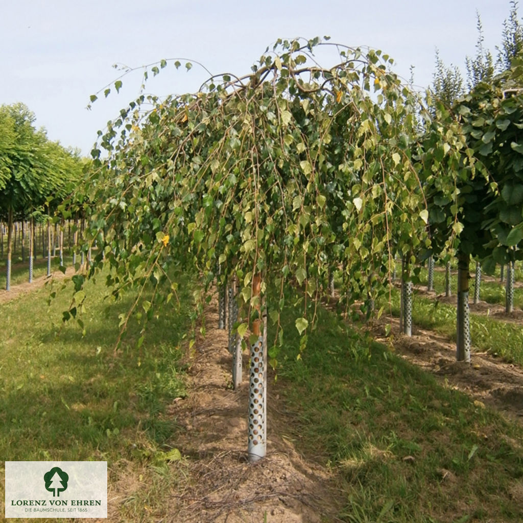 Betula pendula 'Youngii'