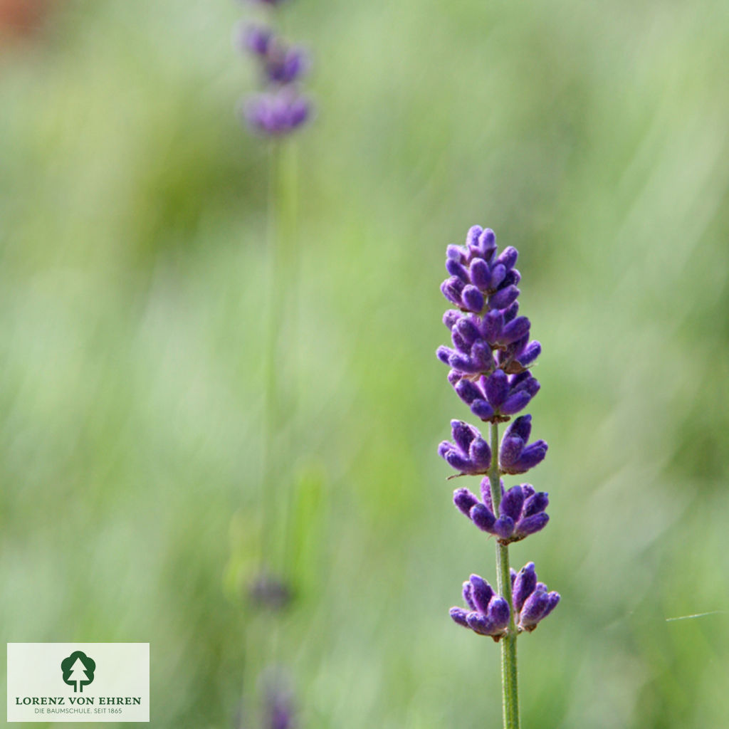 Lavandula angustifolia 'Hidcote'