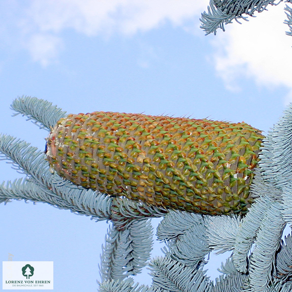 Abies procera 'Glauca'