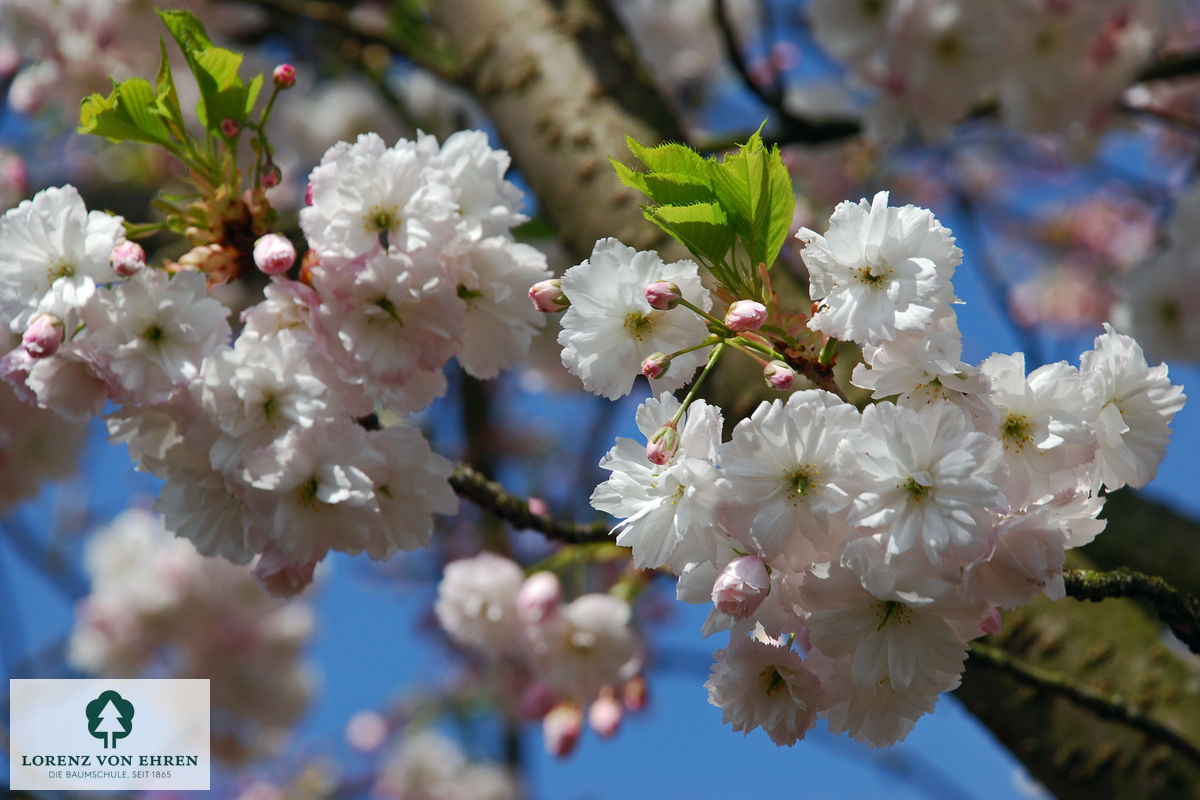 Prunus serrulata 'Shimidsu'