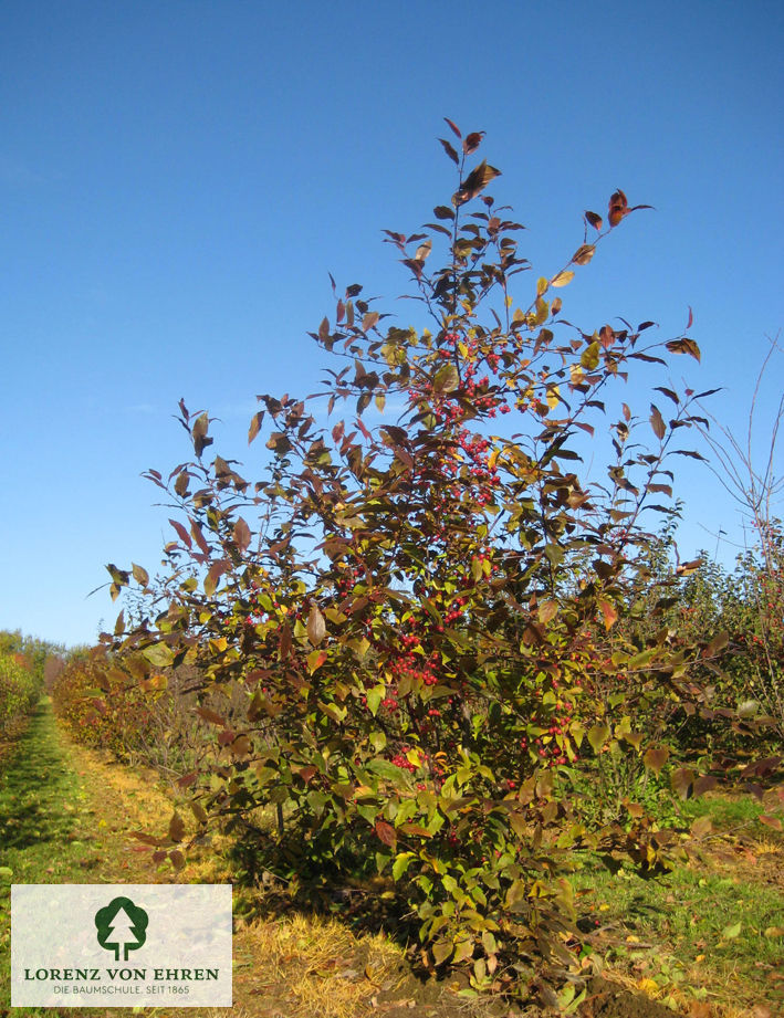 Malus 'Cardinal'