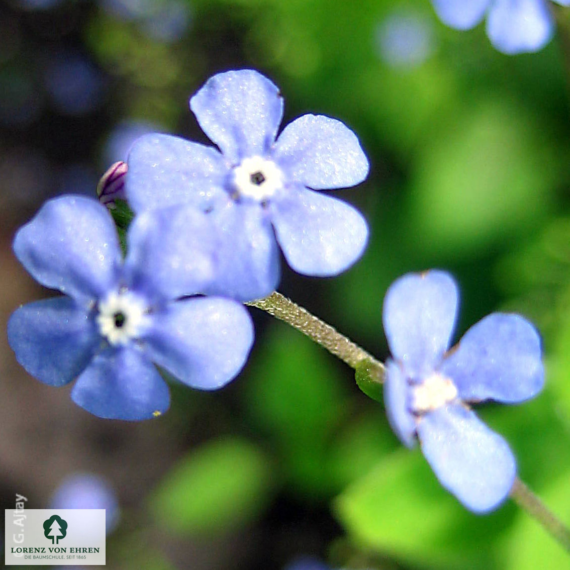 Brunnera macrophylla