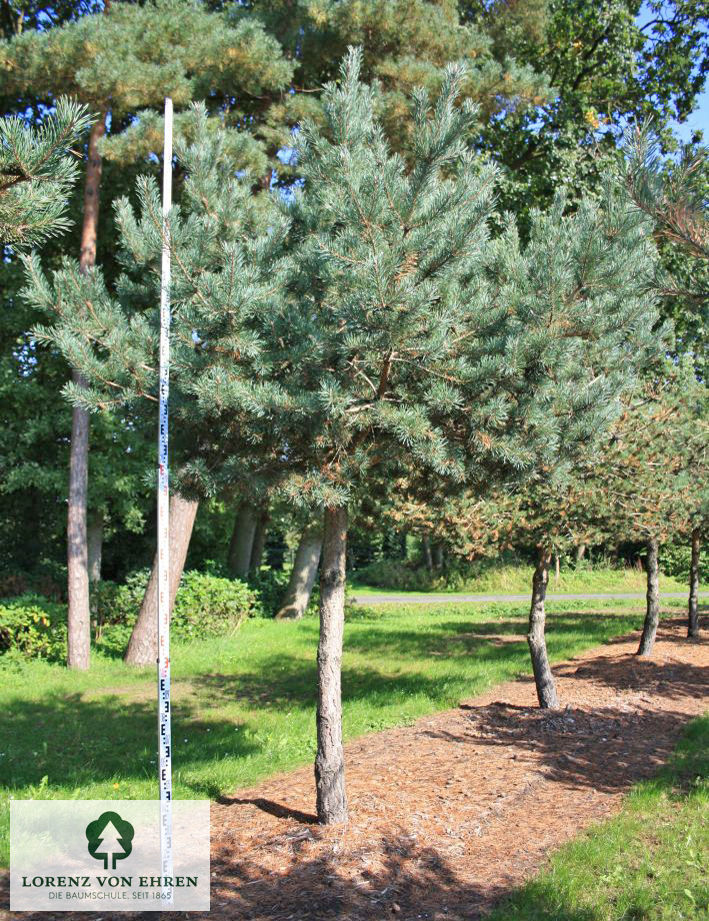 Arbre nuage Pinus sylvestris Norsky taille 175/200