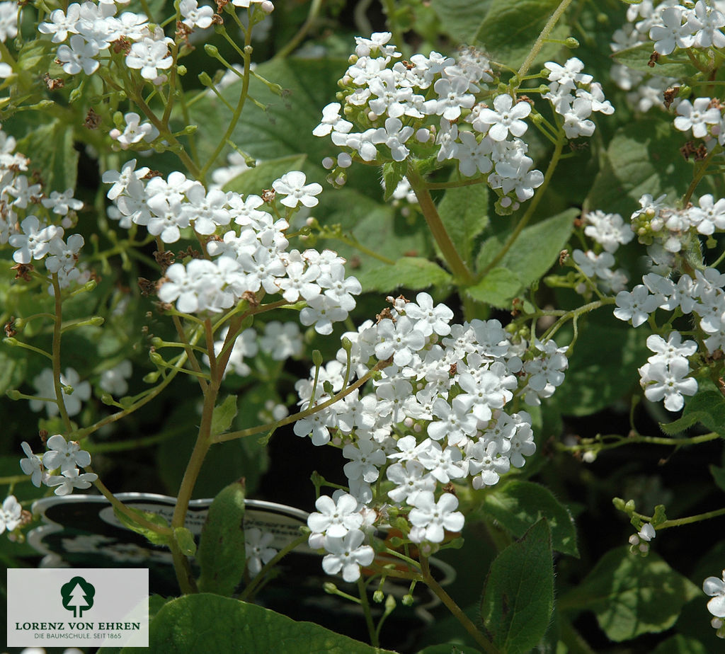 Brunnera macrophylla 'Betty Bowring'