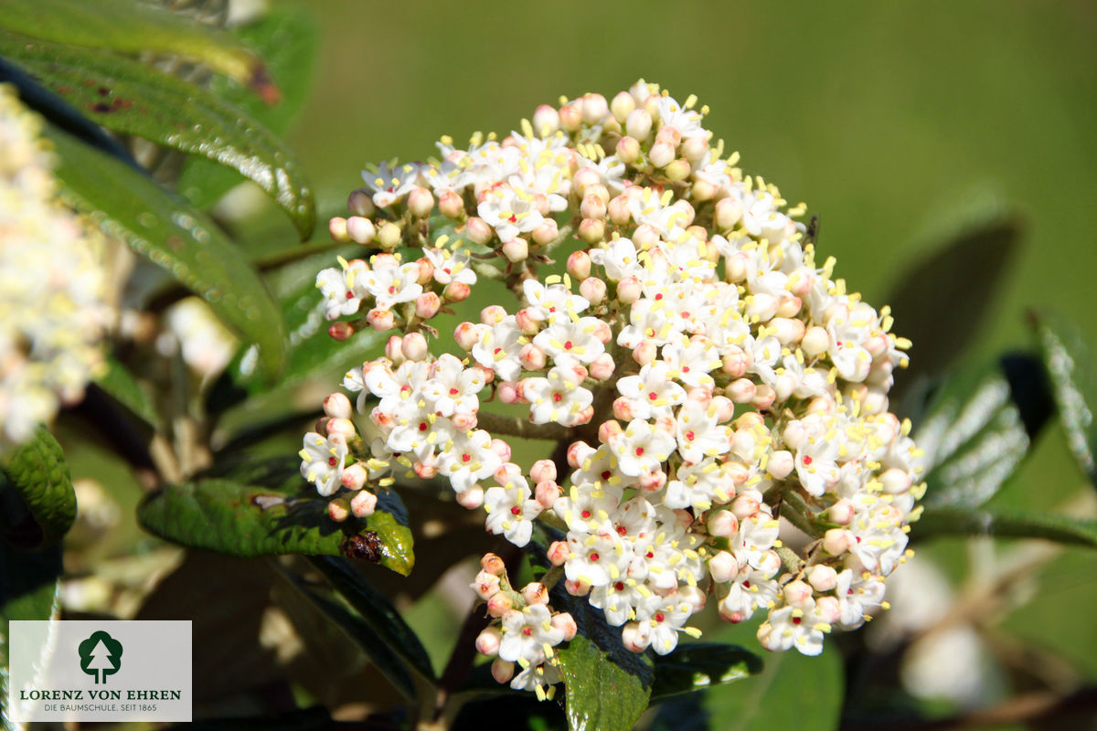 Viburnum 'Pragense'