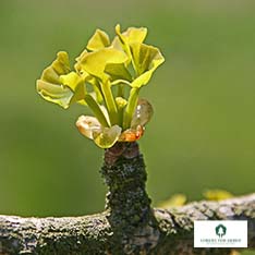 Fächerblattbaum