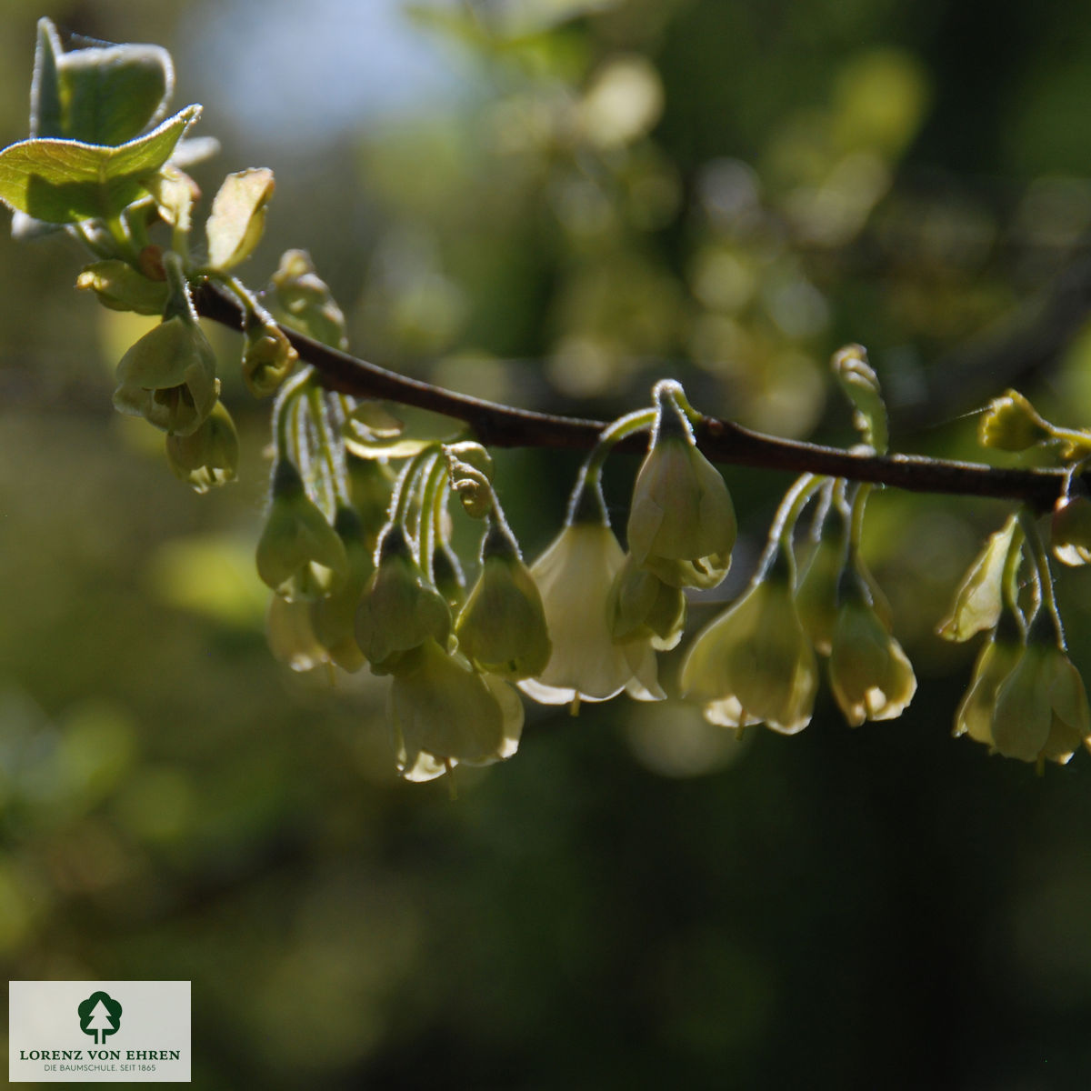 Halesia carolina