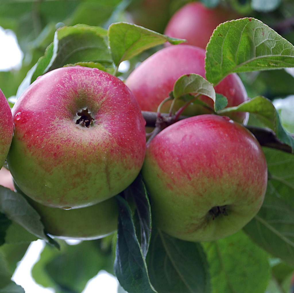 Die Frucht des Apfels Malus domestica Prinz Albrecht von Preussen