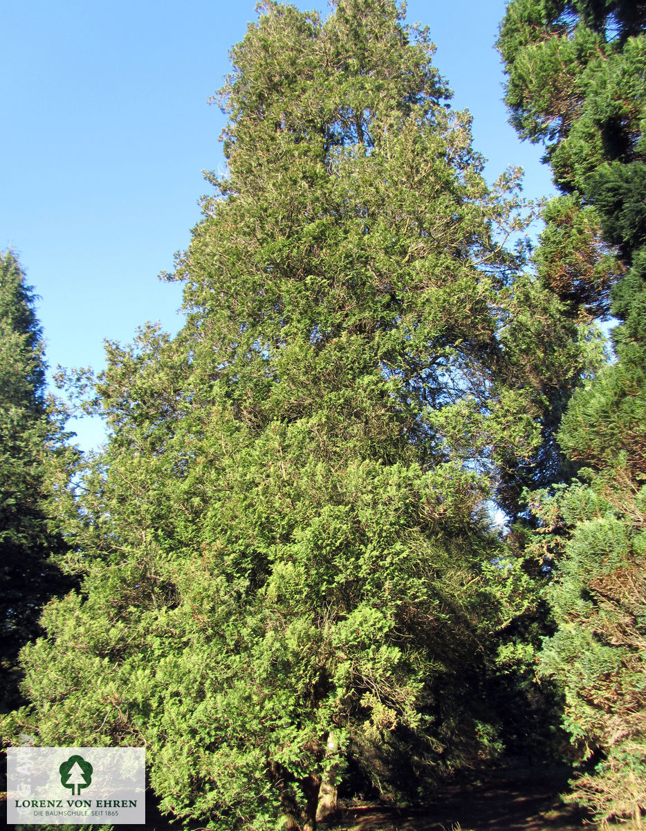 Chamaecyparis pisifera 'Plumosa Aurea'