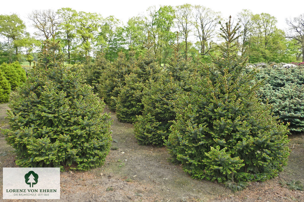 Picea omorika 'Nana'