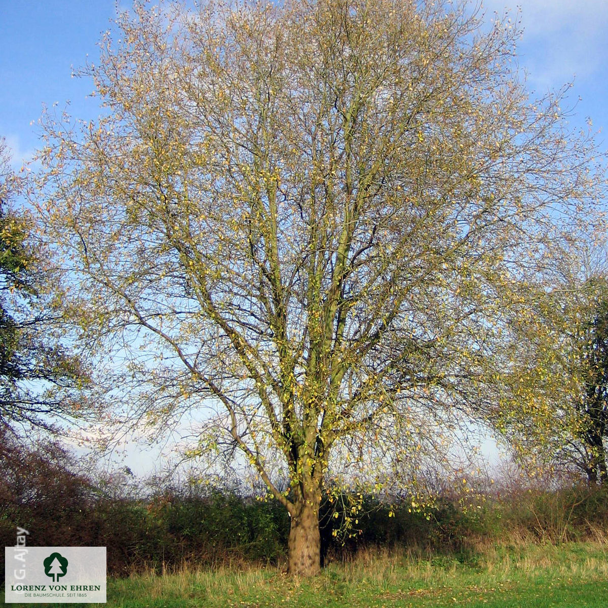 Salix caprea