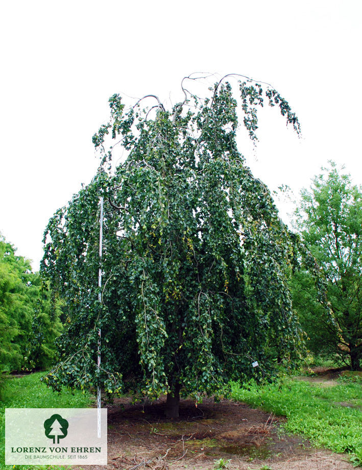 Fagus sylvatica 'Pendula'