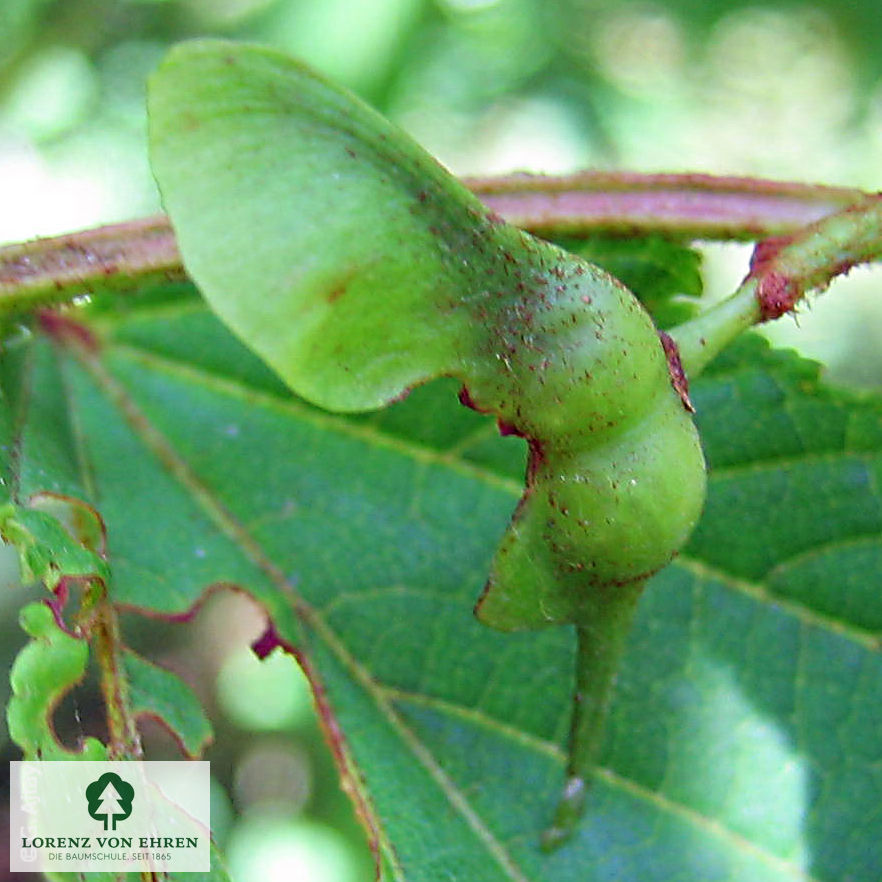 Acer davidii