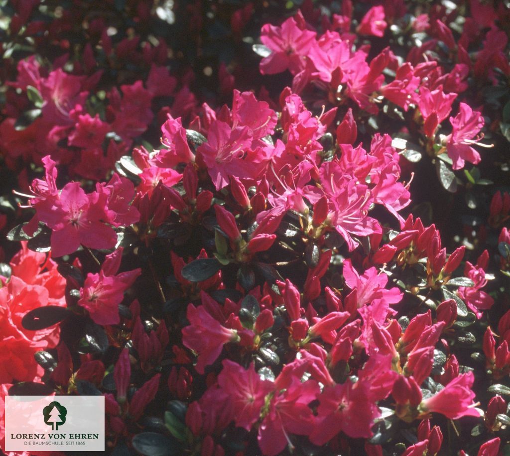 Rhododendron Japanische Azalee 'Purpurtraum'