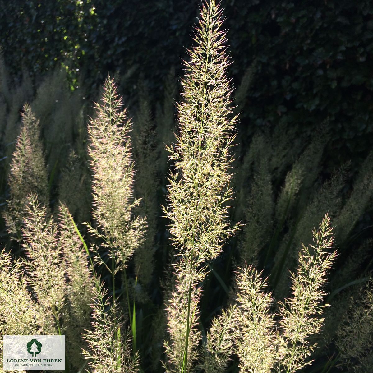 Calamagrostis brachytricha