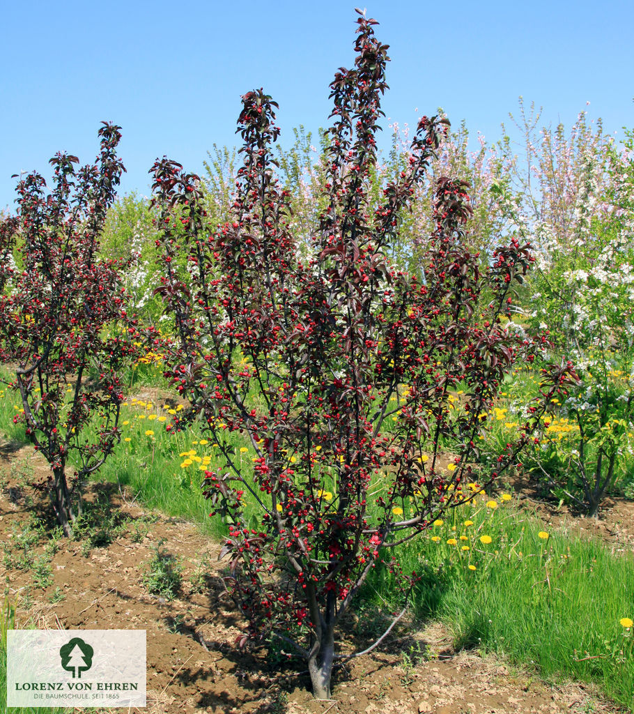 Malus 'Dark Rosaleen'