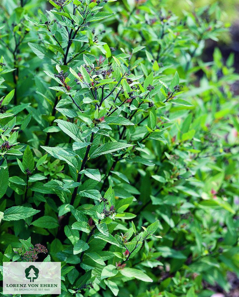 Spiraea japonica 'Froebelli'