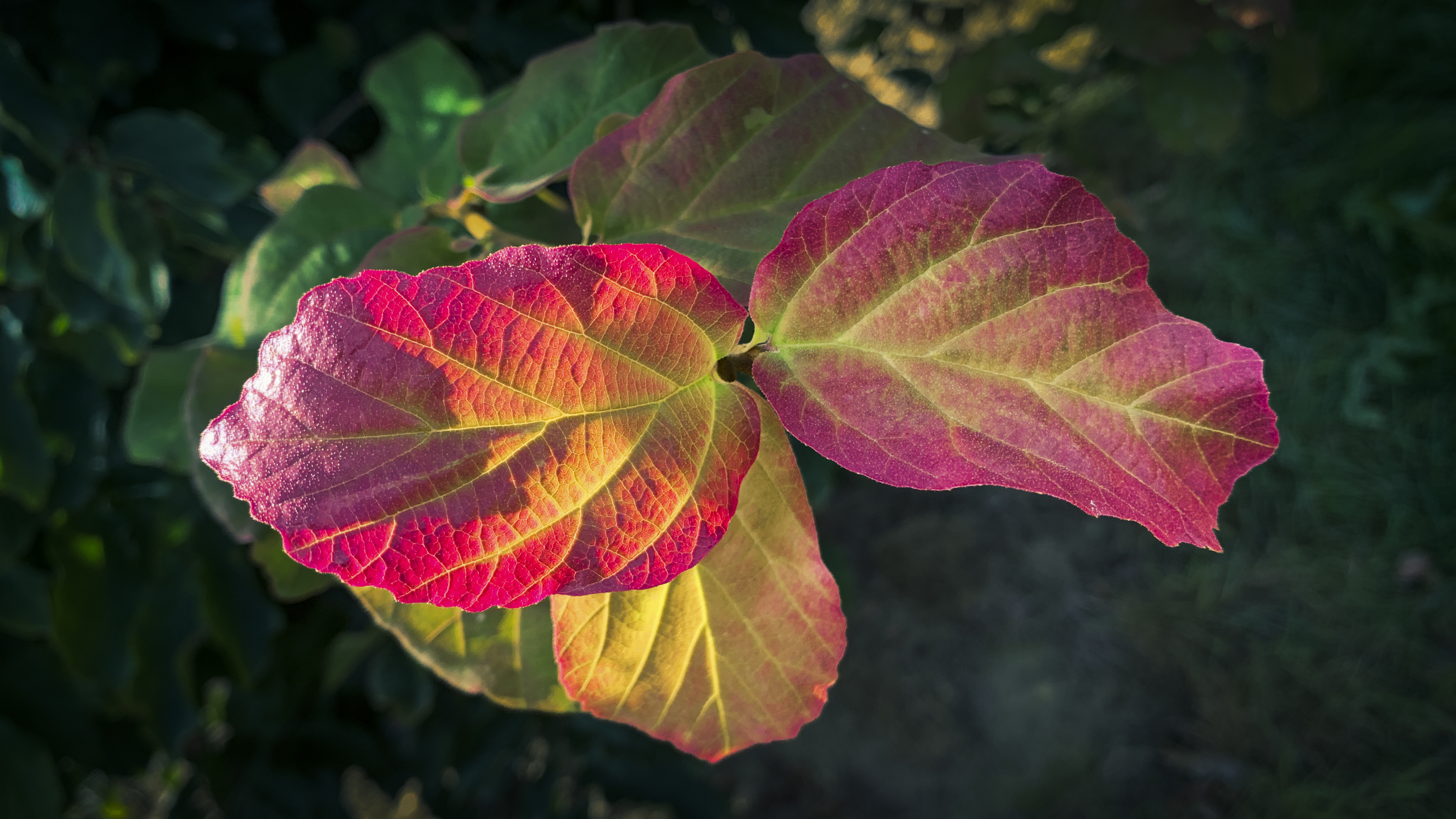 Parrotia persica Unikat