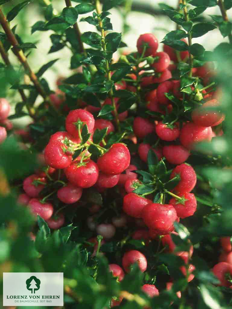 Pernettya mucronata 'Purpurea'