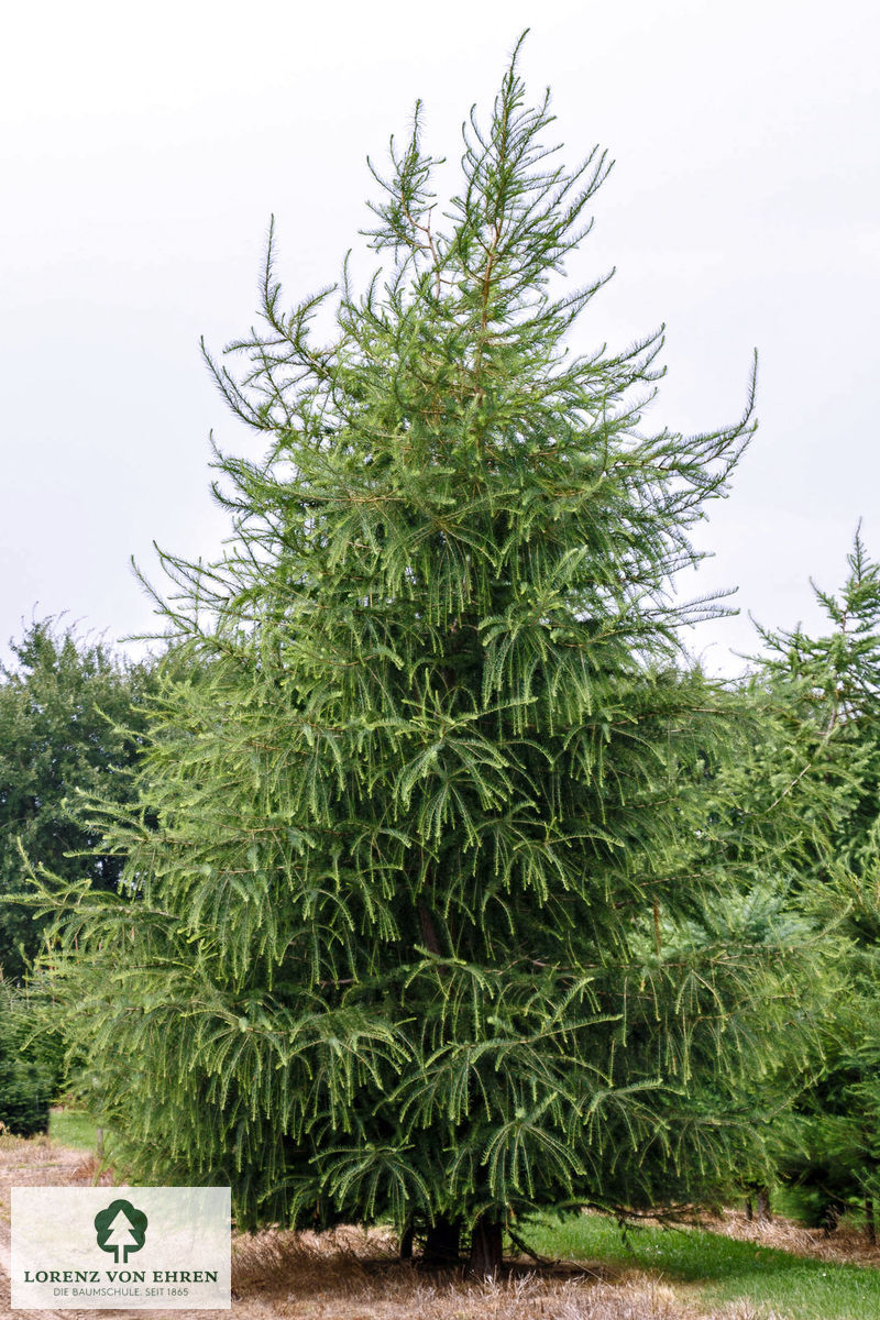 Larix decidua