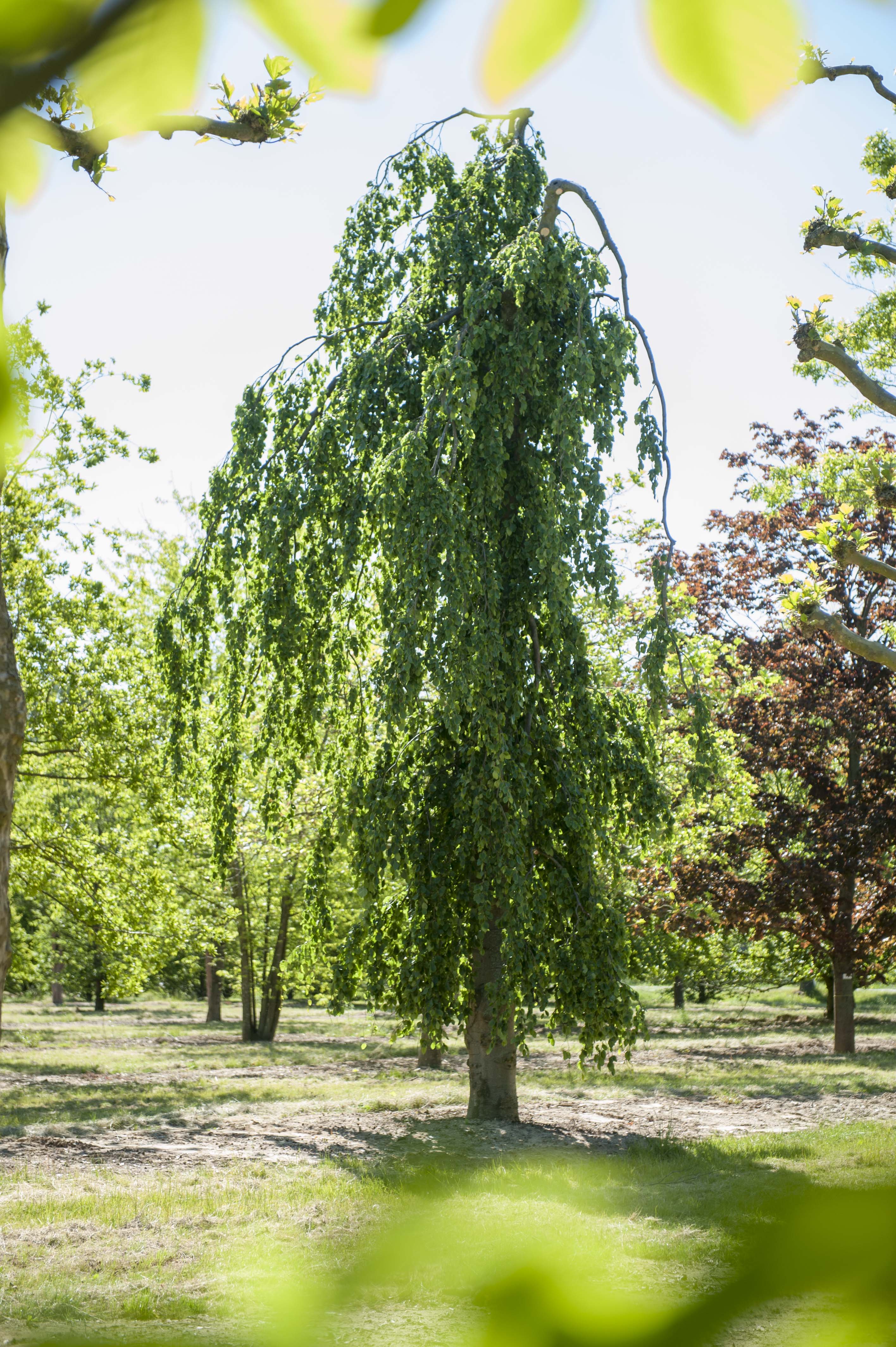 Fagus sylvatica 'Pendula' Unikat