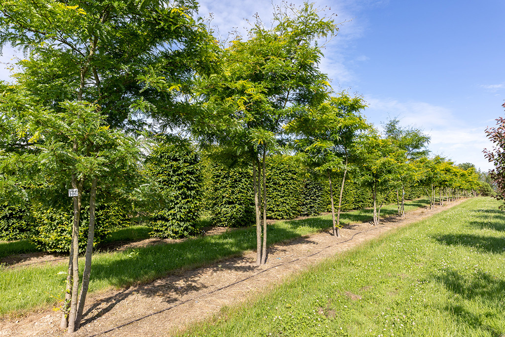 Gleditsia triacanthos Sunburst Sommer Gleditsche mehrstämmig sommergrün