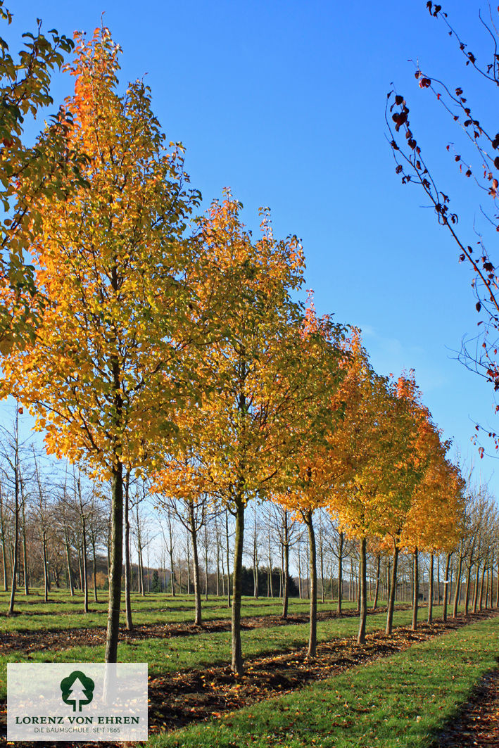 Pyrus calleryana 'Chanticleer'