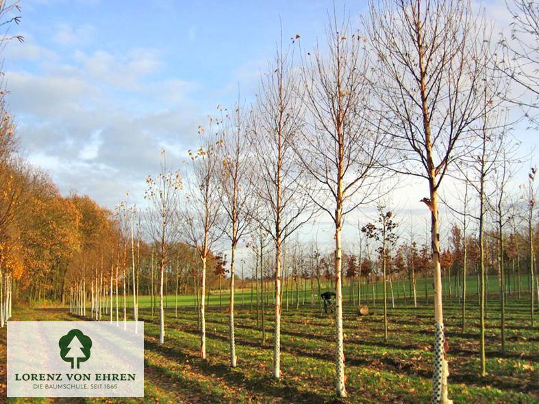 Betula albosinensis