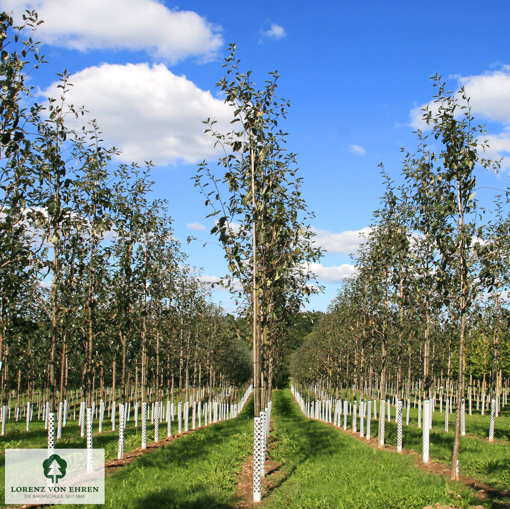 Sorbus intermedia 'Brouwers'